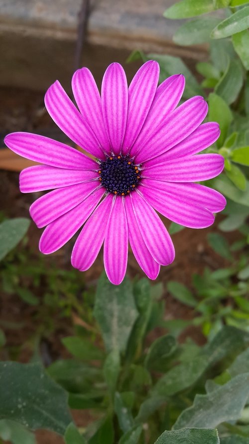 flower  marguerite  plant