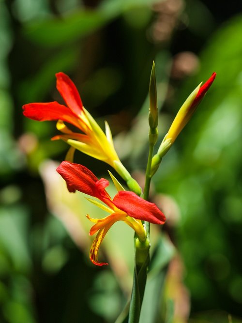 flower  nature  plant