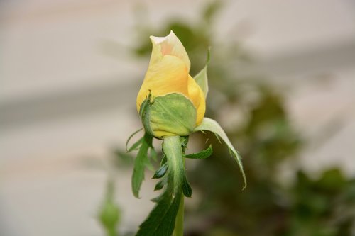 flower  plant  rose bud