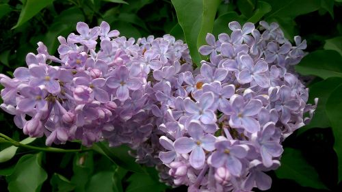 flower lilac