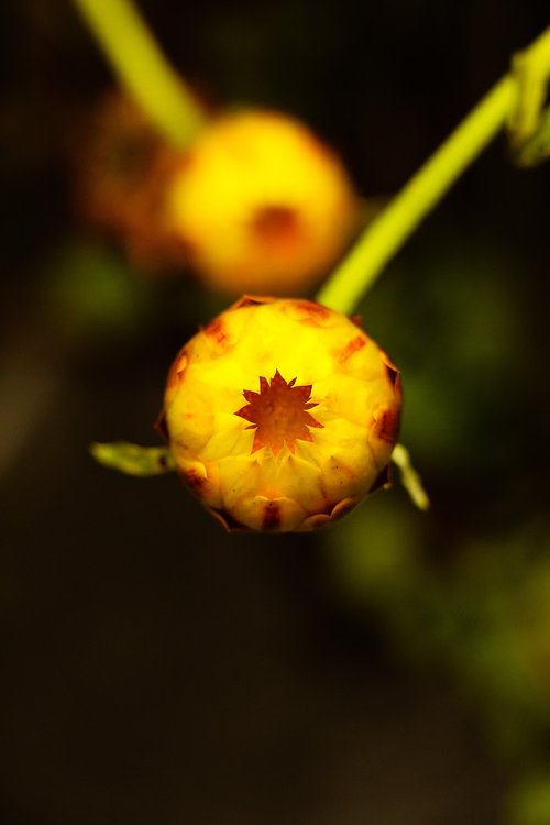flower  yellow  plant