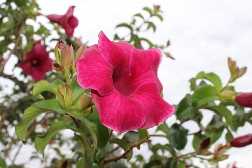flower  pink  rosa