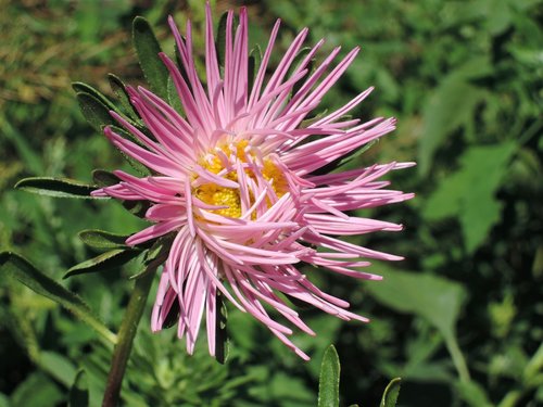 flower  astra  pink