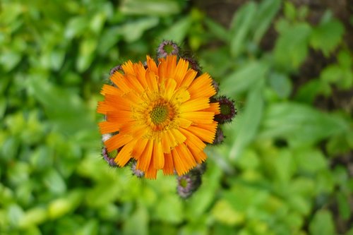 flower  orange  macro