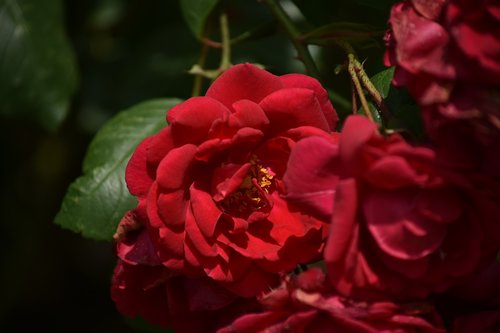 flower  plant  rosa