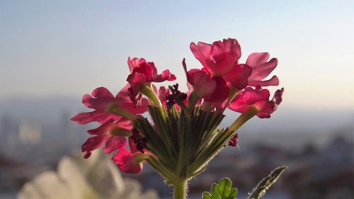 flower  chichewa pink  natural beauty