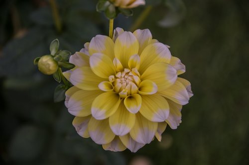 flower  dahlia  blossom