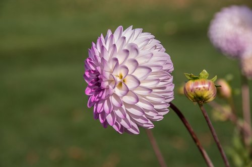 flower  dahlia  blossom