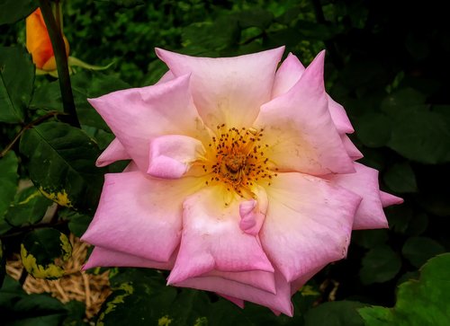 flower  pink  flora