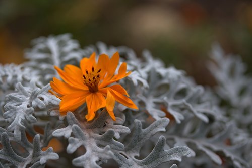 flower  orange  plant