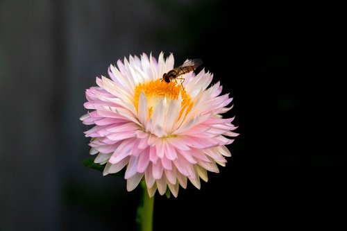 flower  insect  blossom