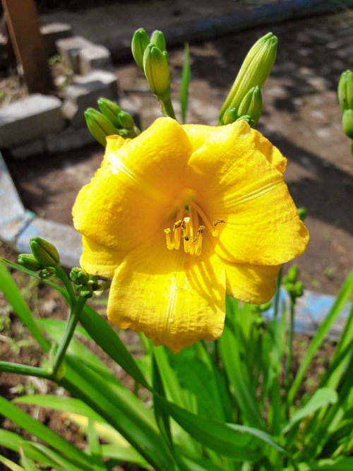 flower  greens  garden