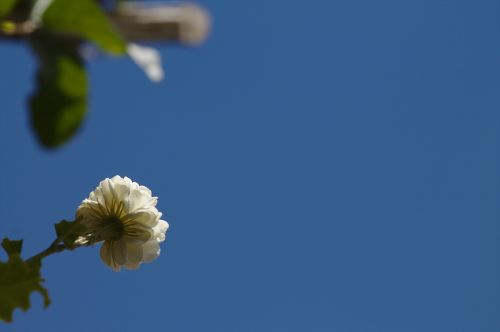 flower petals plant