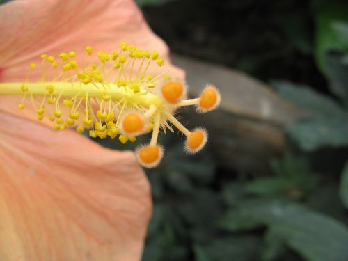 flower hibiscus yellow