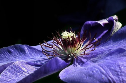 flower  clematis  nature