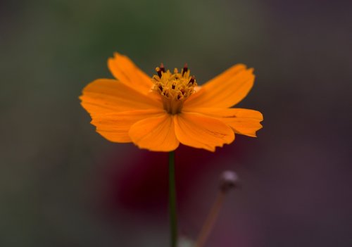 flower  orange  petals