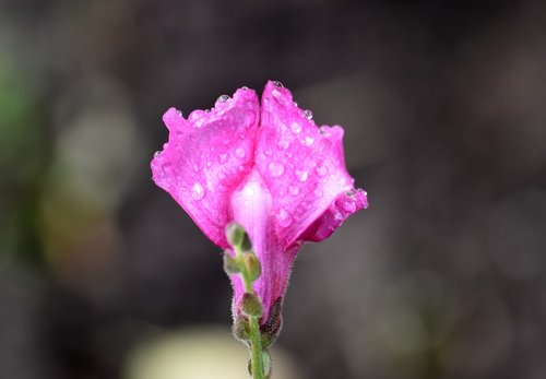 flower  plant  rain