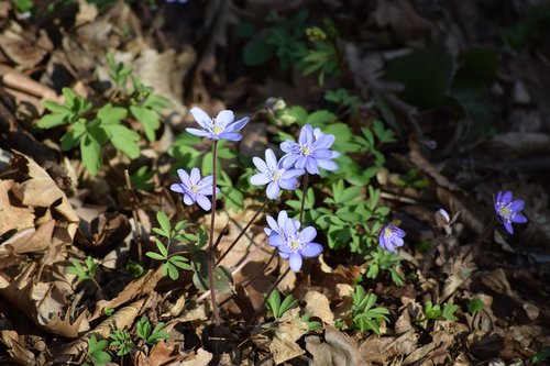 flower  purple  spring