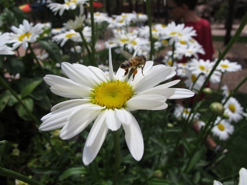 flower  daisy  bee