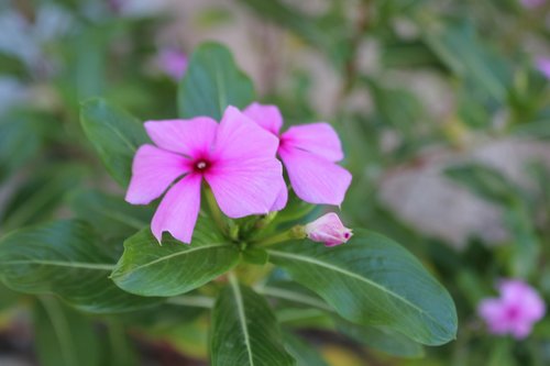 flower  garden  plant