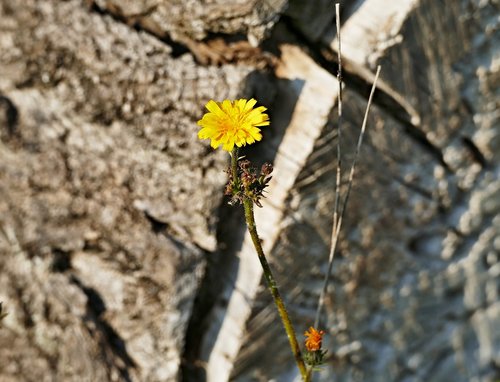 flower  lúčny  yellow