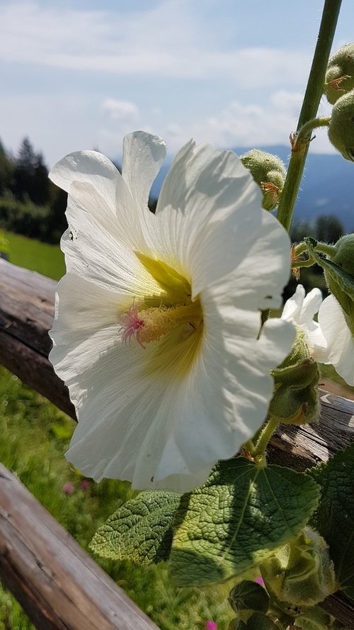 flower  white  nature