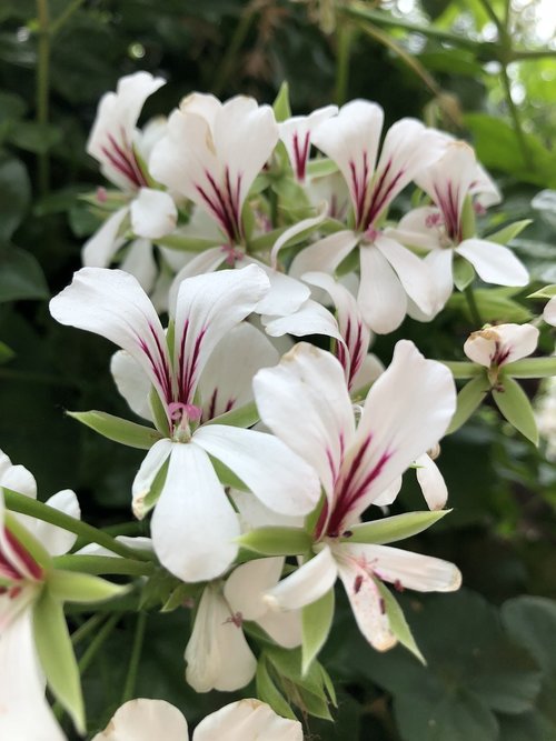 flower  white  closeup