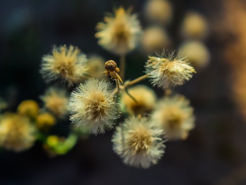 flower  flora  nature