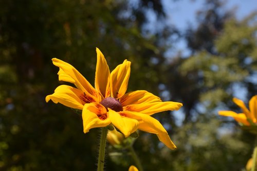 flower  yellow  garden