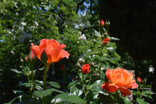 flower  rose  garden