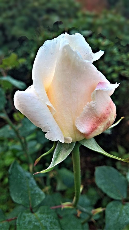 flower  rose  single bloom