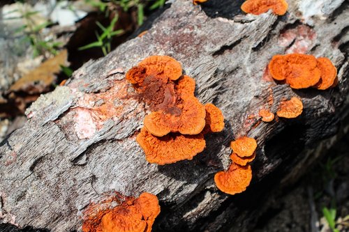 flower  orange  wood