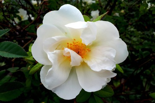 flower  autumn flower  blossom