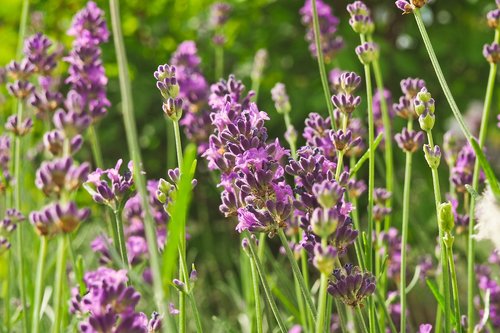 flower  lavender  nature