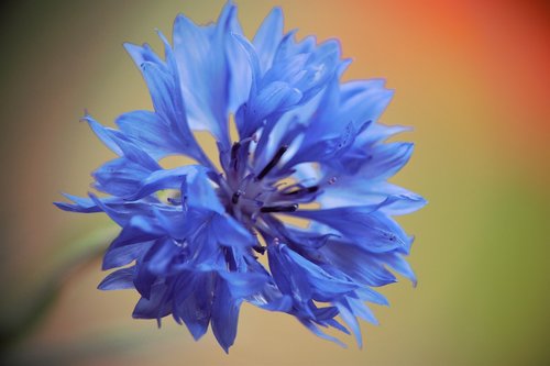 flower  macro  blur
