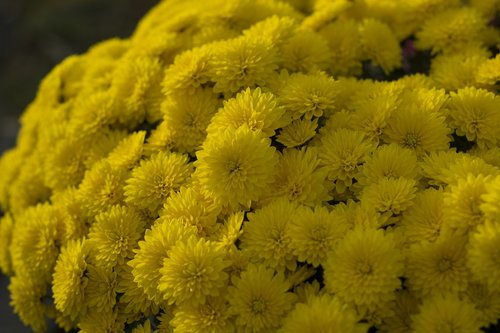 flower  chrysanthemum  nature