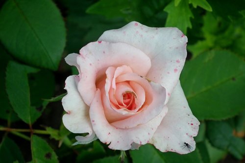 flower  rose  pink