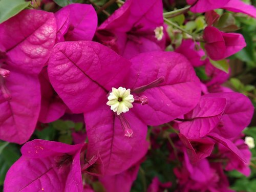 flower  tropical  bouganvillea