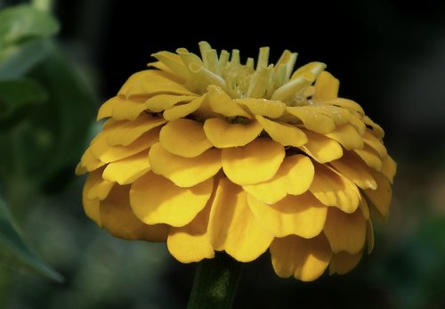 flower  zinnia  yellow