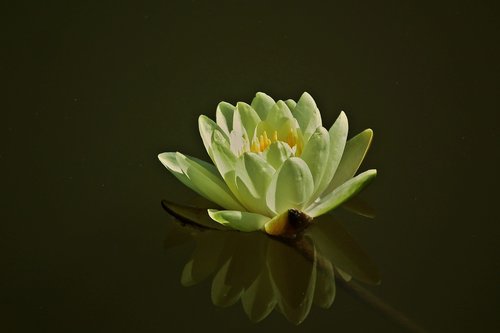 flower  water lily  pond