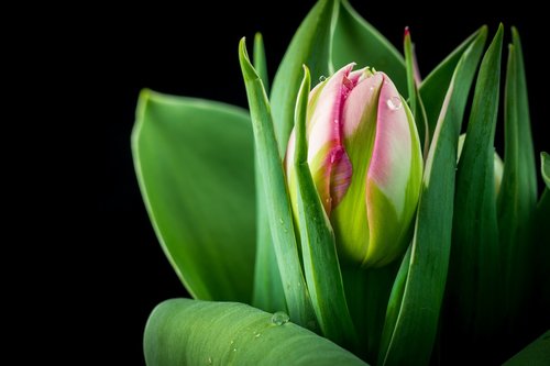 flower  tulip  nature