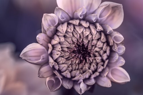 flower  dahlia  plants