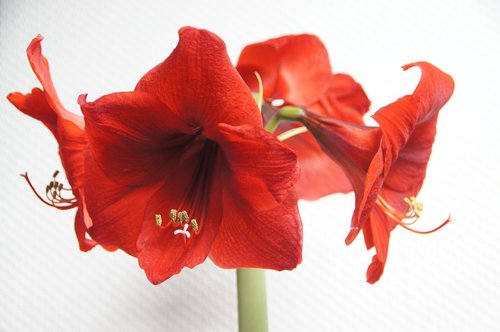 flower  plant  close up