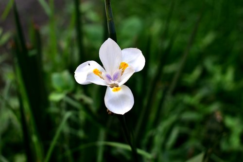flower  white  plant