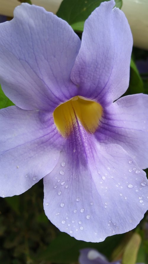 flower  light purple  lavender