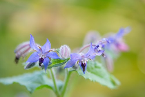 flower  blue  autumn