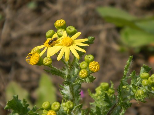 flower  bee  yellow