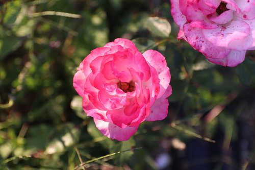 flower  flowers  nature