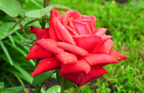 flower  rose  red