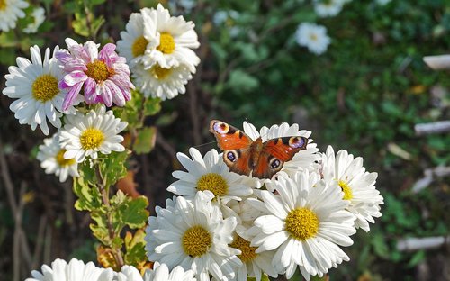 flower  butterfly  nature